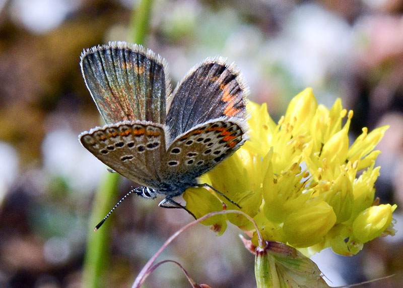 Lycaenidae da determinare